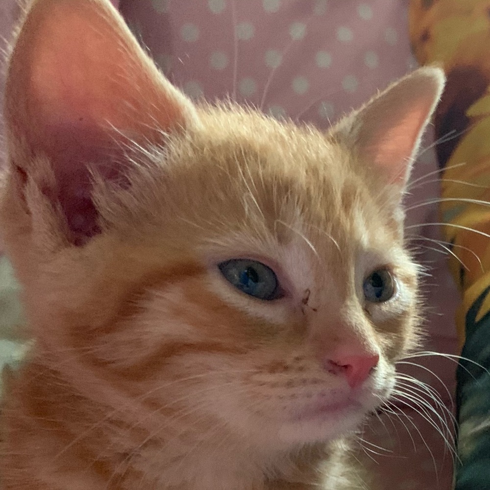 Meet your Posher, Matigan
